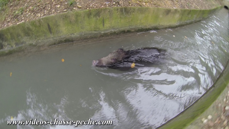 sanglier sauv des eaux